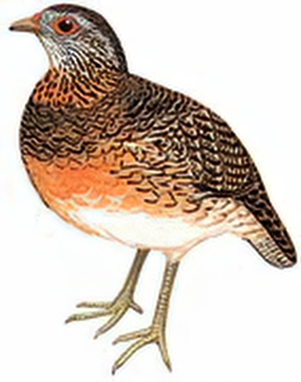 绿脚山鹧鸪 / Scaly-breasted Partridge