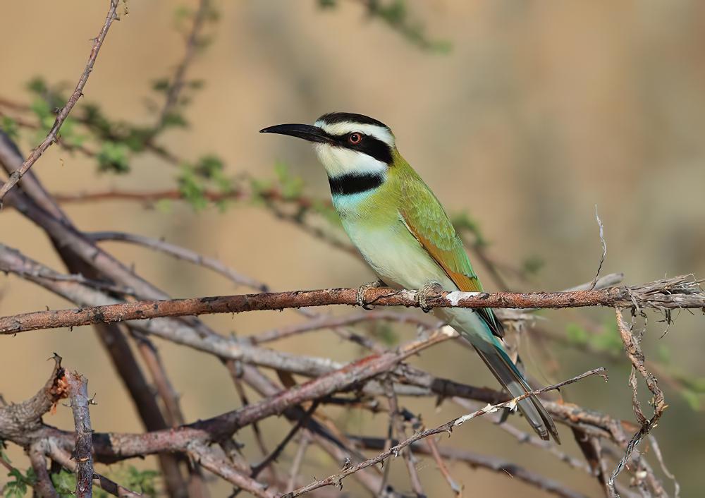 白喉蜂虎 / White-throated Bee-eater / Merops albicollis