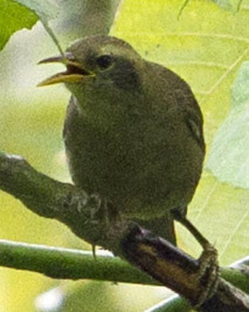 帕劳绣眼鸟 / Giant White-eye / Megazosterops palauensis