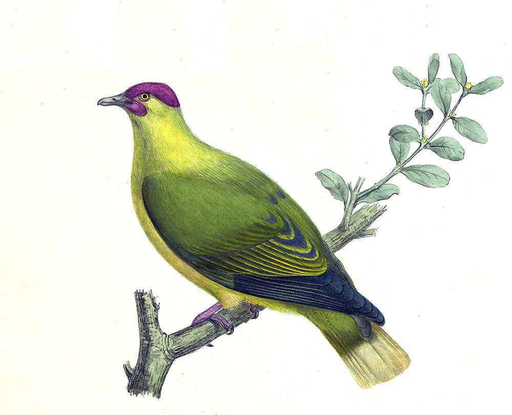 赤髯果鸠 / Red-moustached Fruit Dove / Ptilinopus mercierii