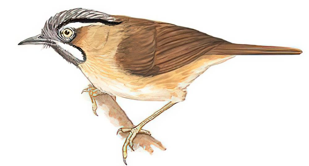黑头穗鹛 / Grey-throated Babbler / Stachyris nigriceps