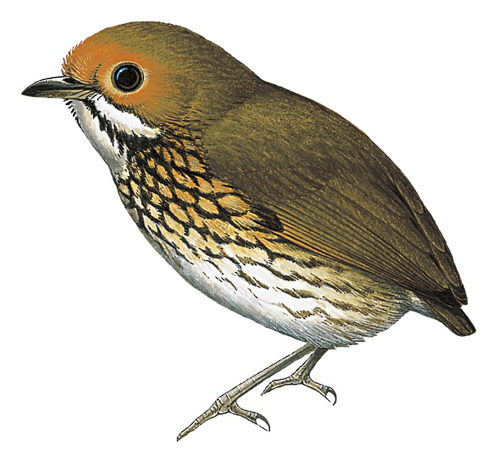 赫额蚁鸫 / Ochre-fronted Antpitta / Grallaricula ochraceifrons