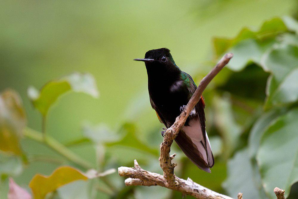 黑腹蜂鸟 / Black-bellied Hummingbird / Eupherusa nigriventris