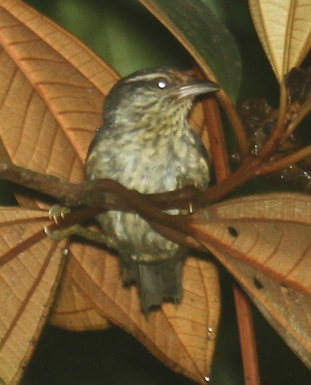 赤道灰尾雀 / Equatorial Greytail / Xenerpestes singularis