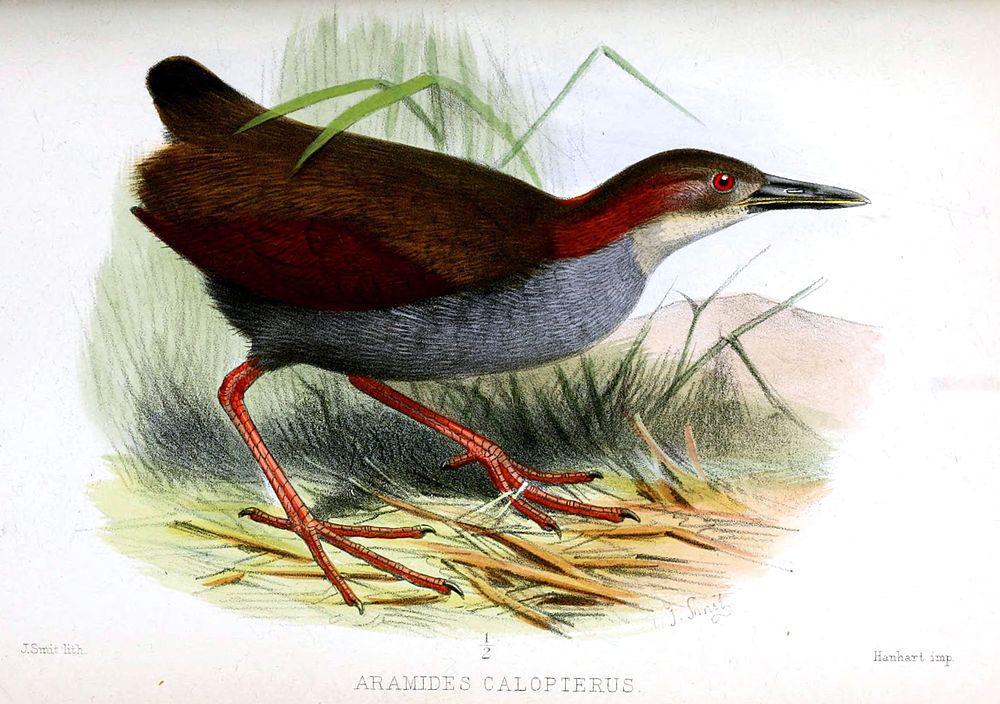 红翅林秧鸡 / Red-winged Wood Rail / Aramides calopterus