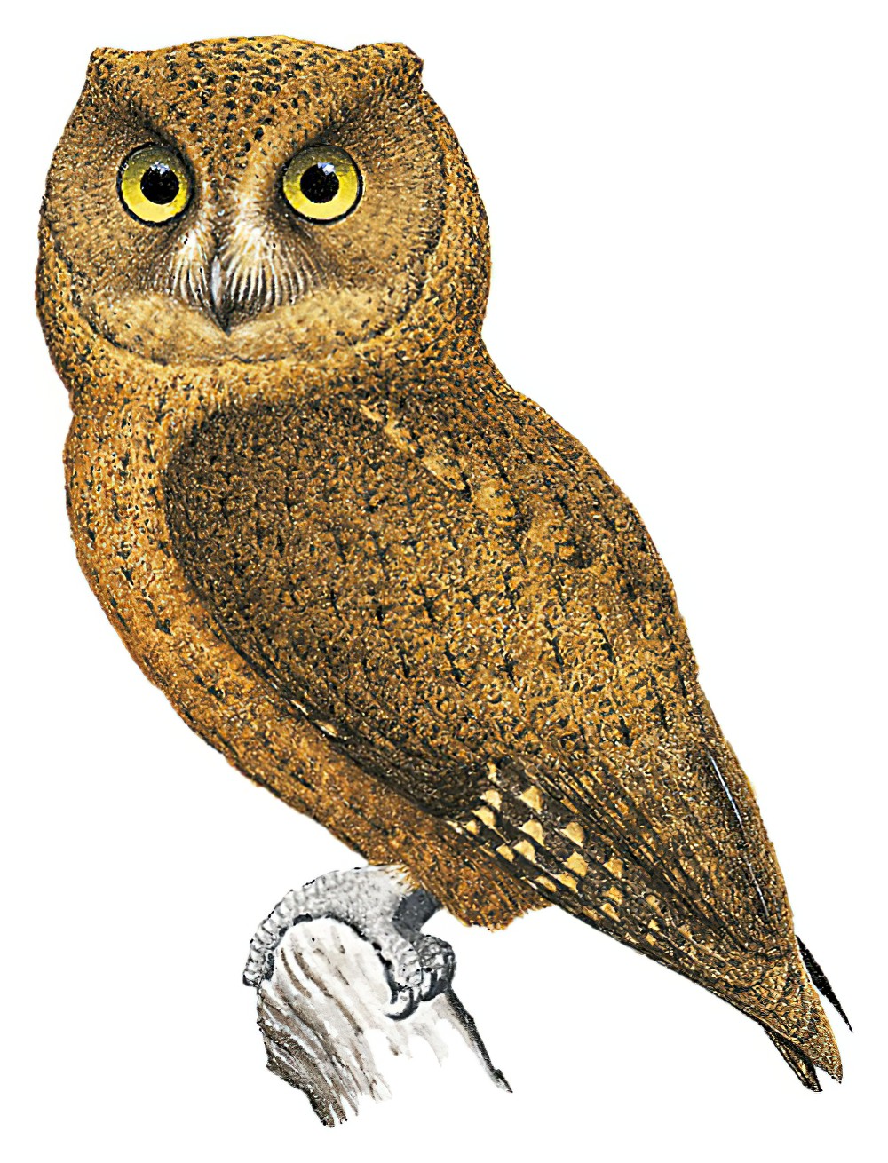 莫岛角鸮 / Moheli Scops Owl / Otus moheliensis
