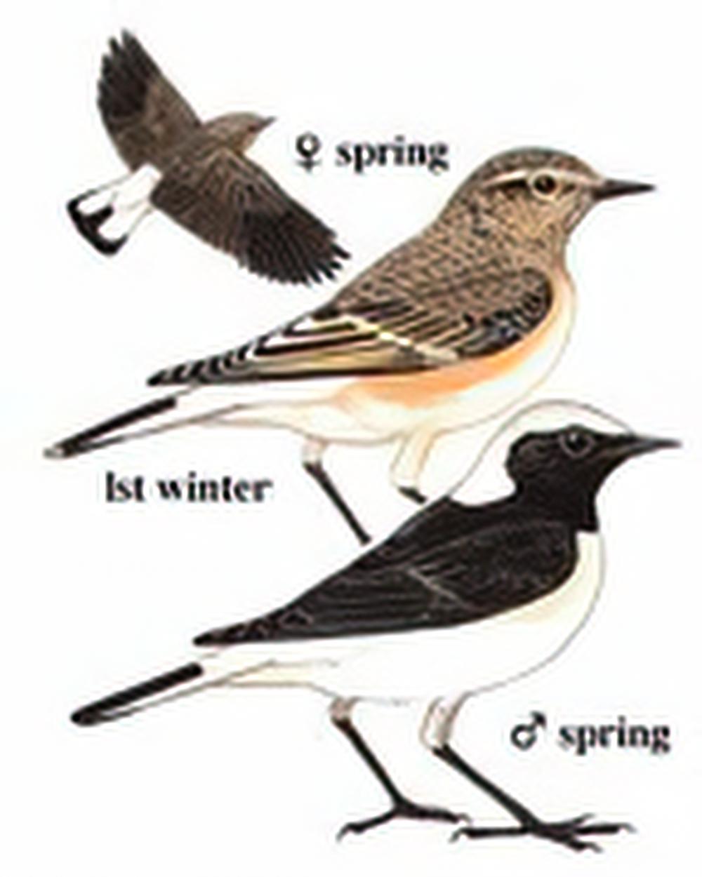 白顶鵖 / Pied Wheatear