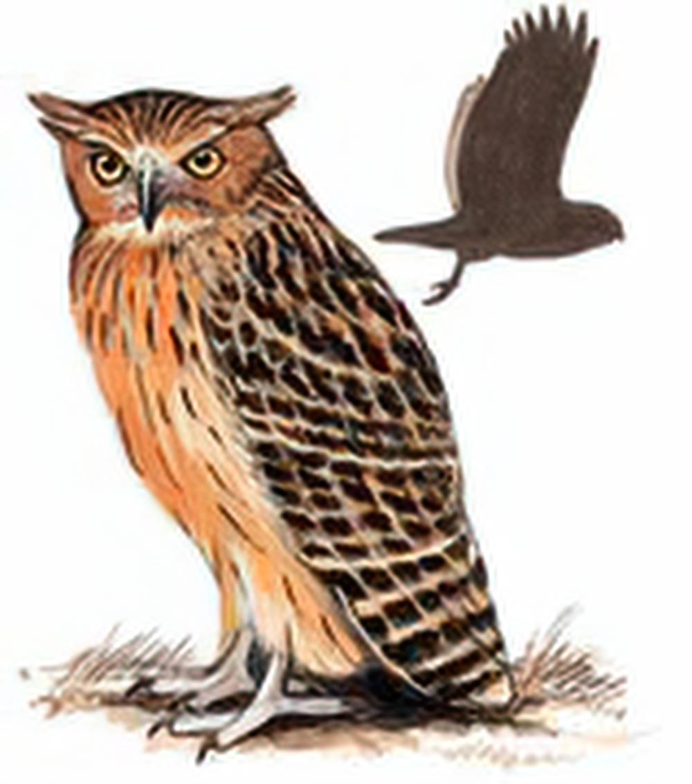 黄脚渔鸮 / Tawny Fish Owl