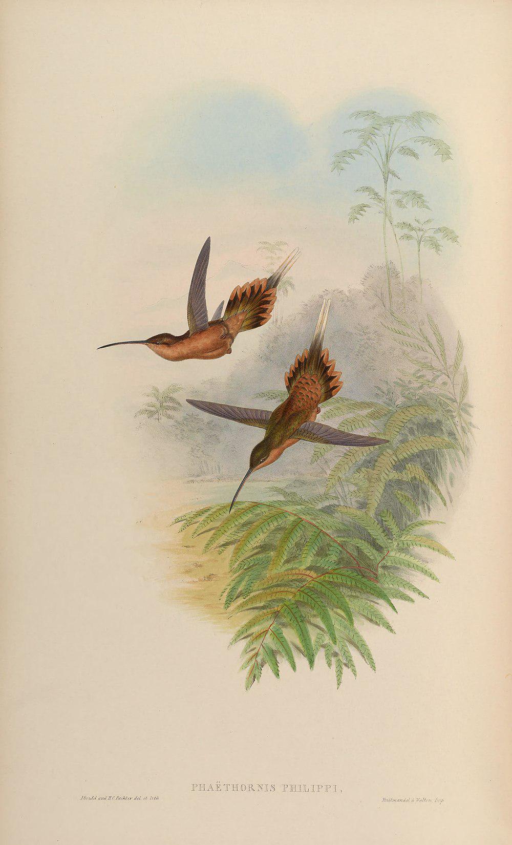 细嘴隐蜂鸟 / Needle-billed Hermit / Phaethornis philippii