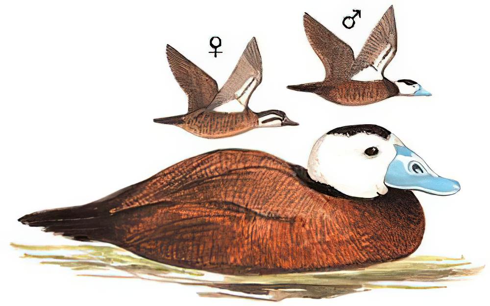 白头硬尾鸭 / White-headed Duck / Oxyura leucocephala
