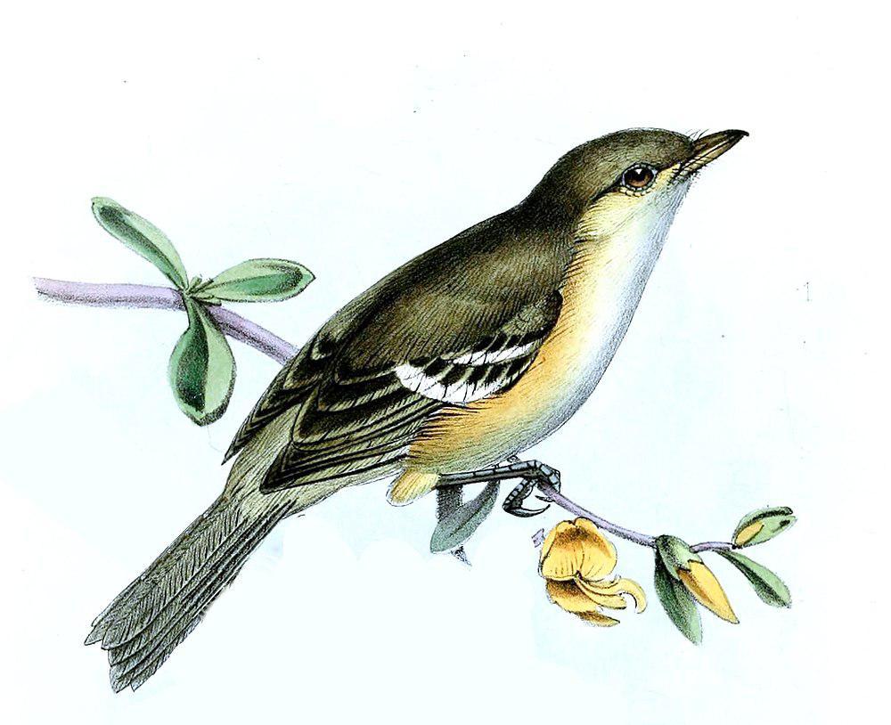 牙买加莺雀 / Jamaican Vireo / Vireo modestus