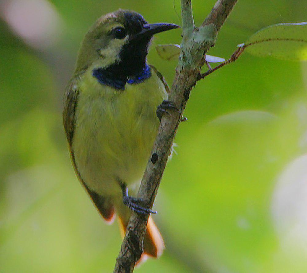 纯背食蜜鸟 / Plain-backed Sunbird / Anthreptes reichenowi