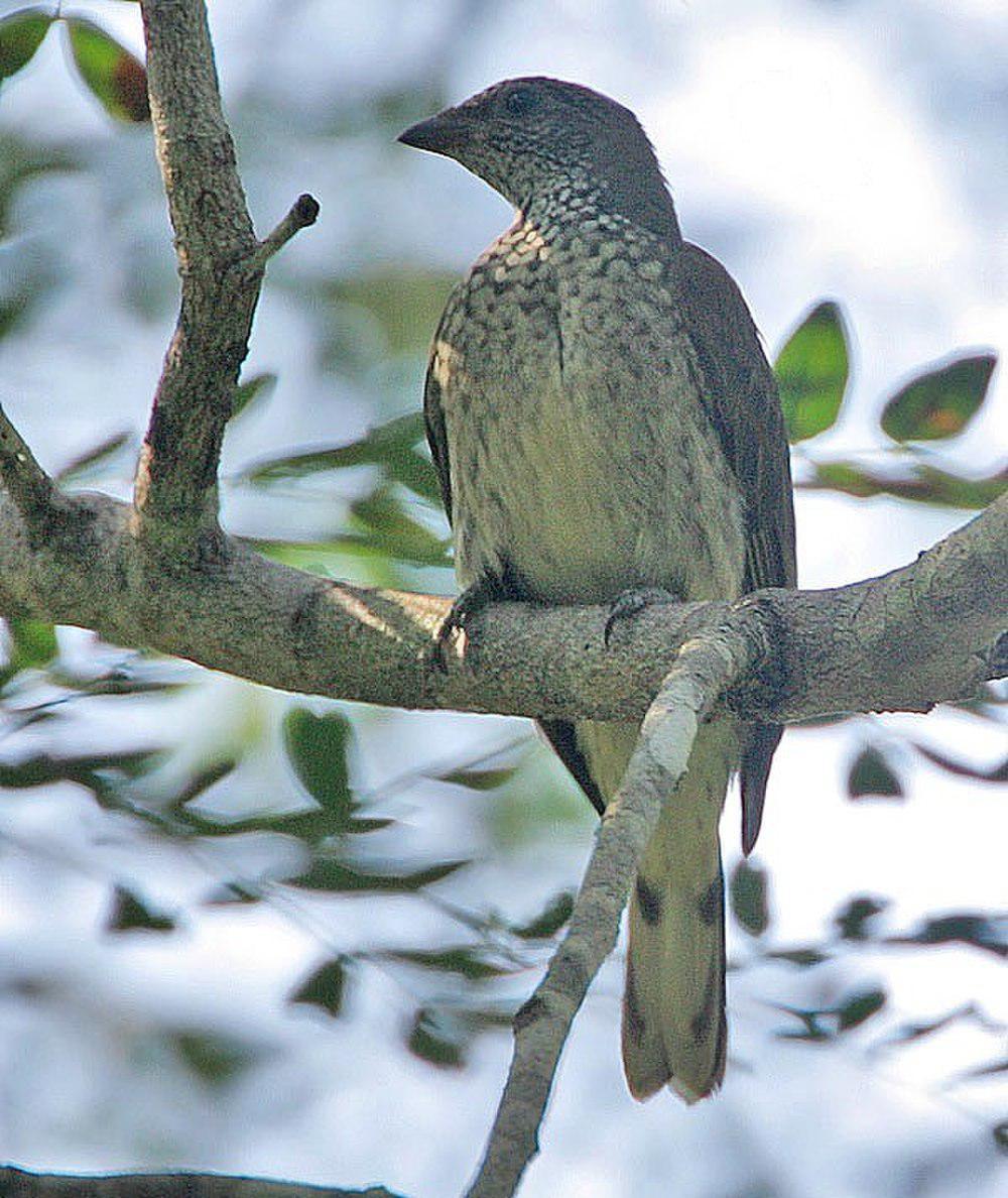 鳞喉响蜜䴕 / Scaly-throated Honeyguide / Indicator variegatus