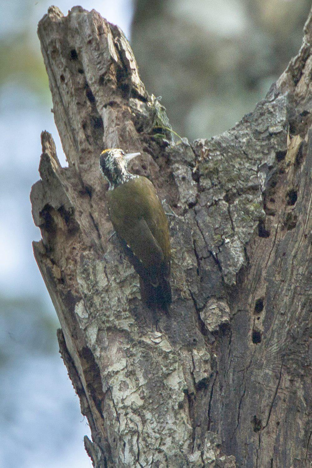 金冠啄木鸟 / Yellow-crested Woodpecker / Chloropicus xantholophus