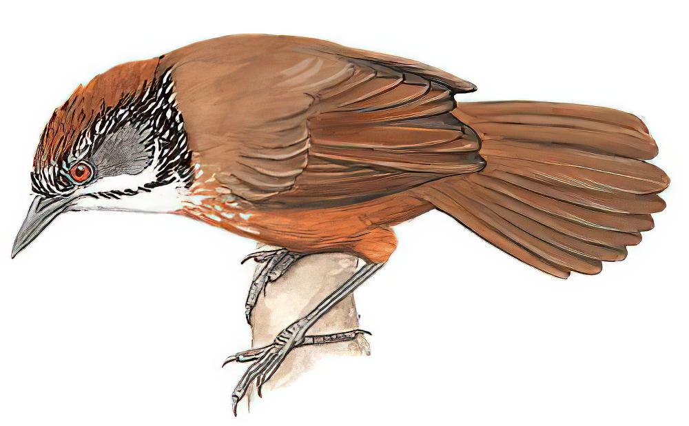 斑颈穗鹛 / Spot-necked Babbler / Stachyris strialata
