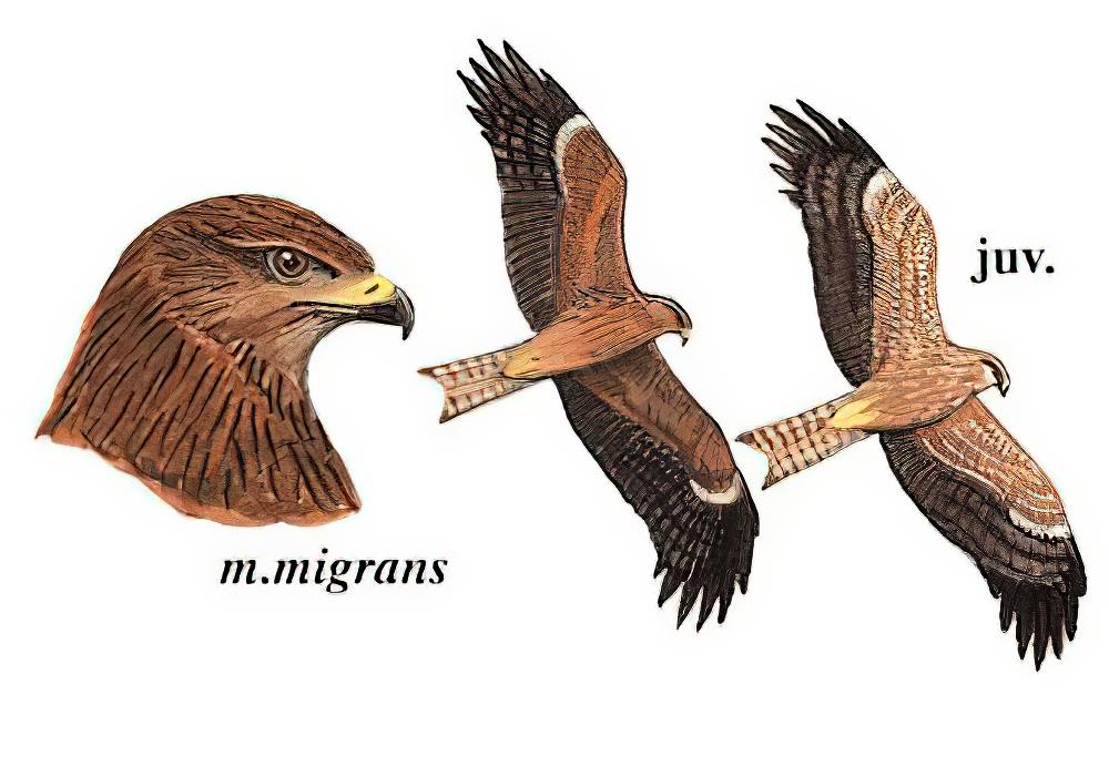 黑鸢 / Black Kite / Milvus migrans
