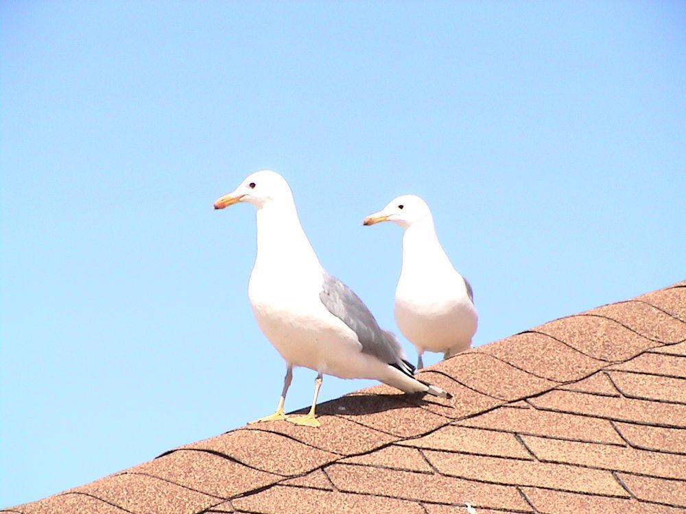 加州鸥 / California Gull / Larus californicus