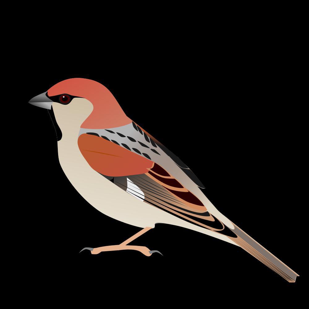 索马里麻雀 / Somali Sparrow / Passer castanopterus