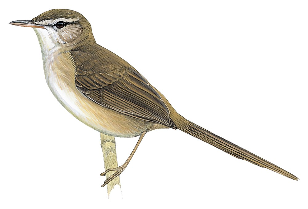 阿达薮莺 / Aldabra Brush Warbler / Nesillas aldabrana