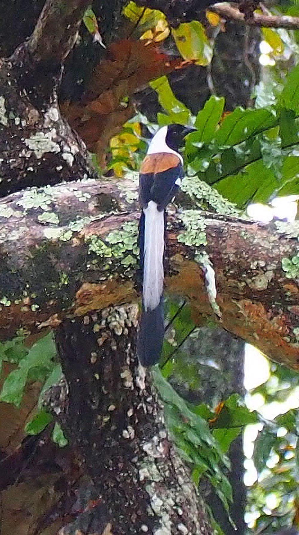 白腹树鹊 / White-bellied Treepie / Dendrocitta leucogastra