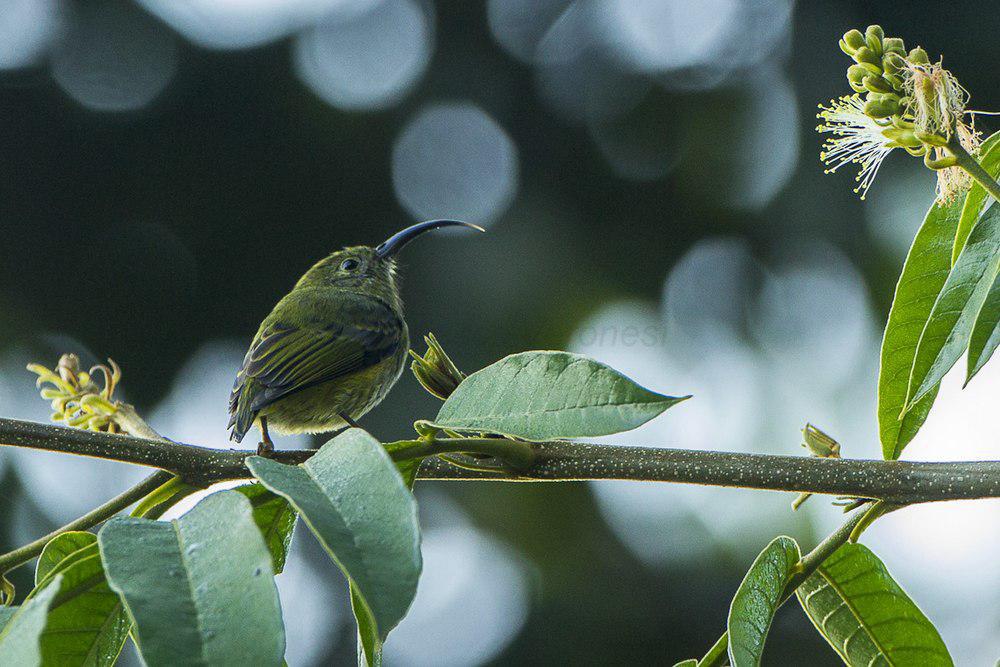 弯嘴裸眉鸫 / Common Sunbird-Asity / Neodrepanis coruscans