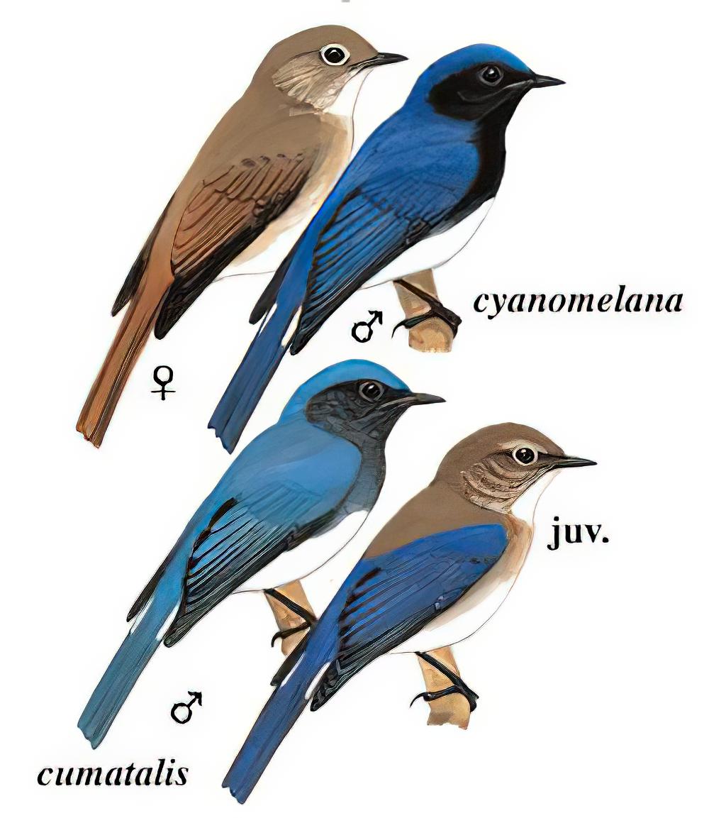 白腹蓝鹟 / Blue-and-white Flycatcher / Cyanoptila cyanomelana