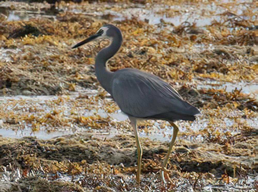 白脸鹭 / White-faced Heron / Egretta novaehollandiae