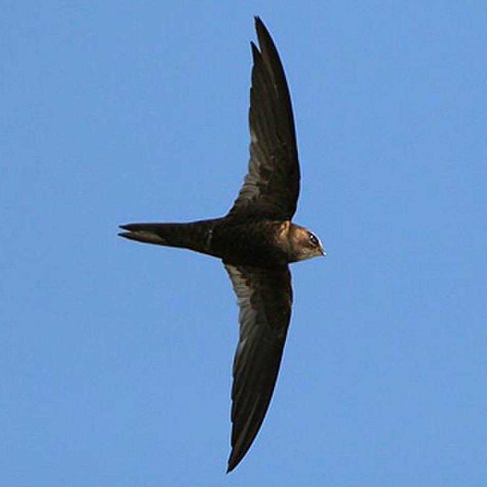 非洲黑雨燕 / African Black Swift / Apus barbatus