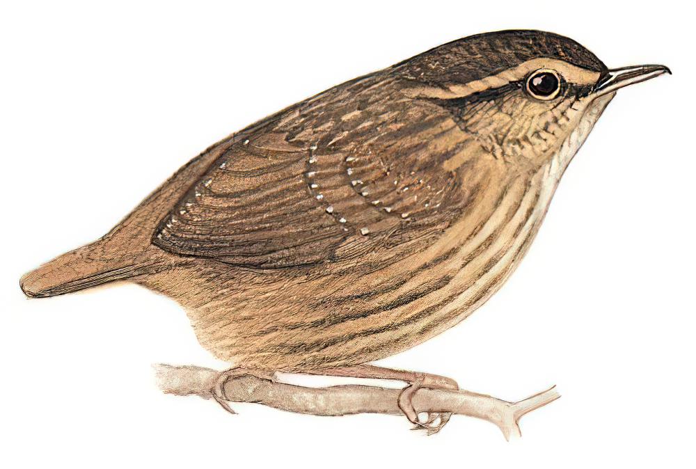 纹胸鹪鹛 / Eyebrowed Wren-Babbler / Napothera epilepidota