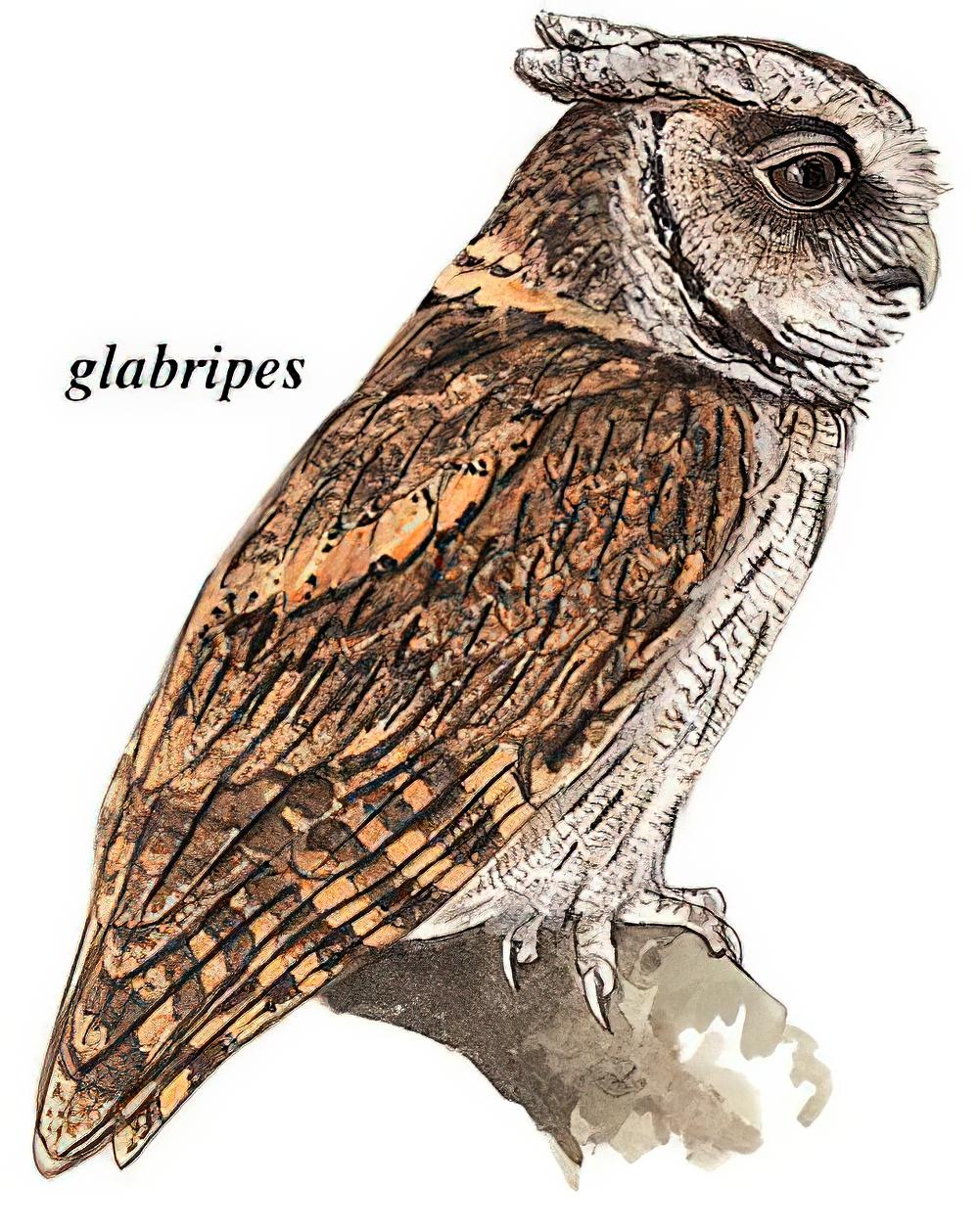 领角鸮 / Collared Scops Owl / Otus lettia