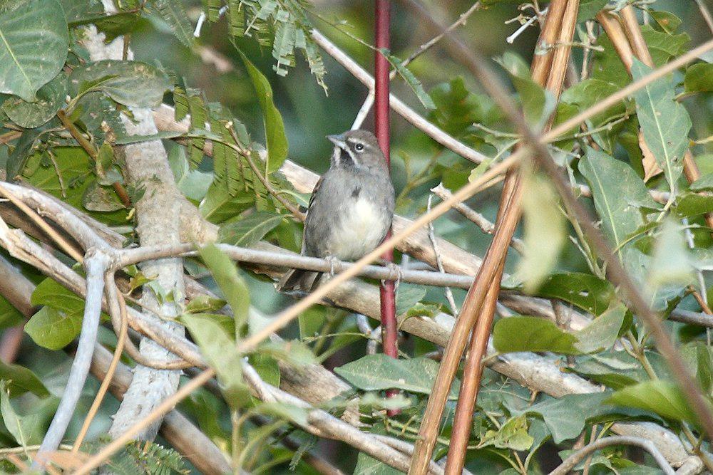 五纹猛雀鹀 / Five-striped Sparrow / Amphispiza quinquestriata