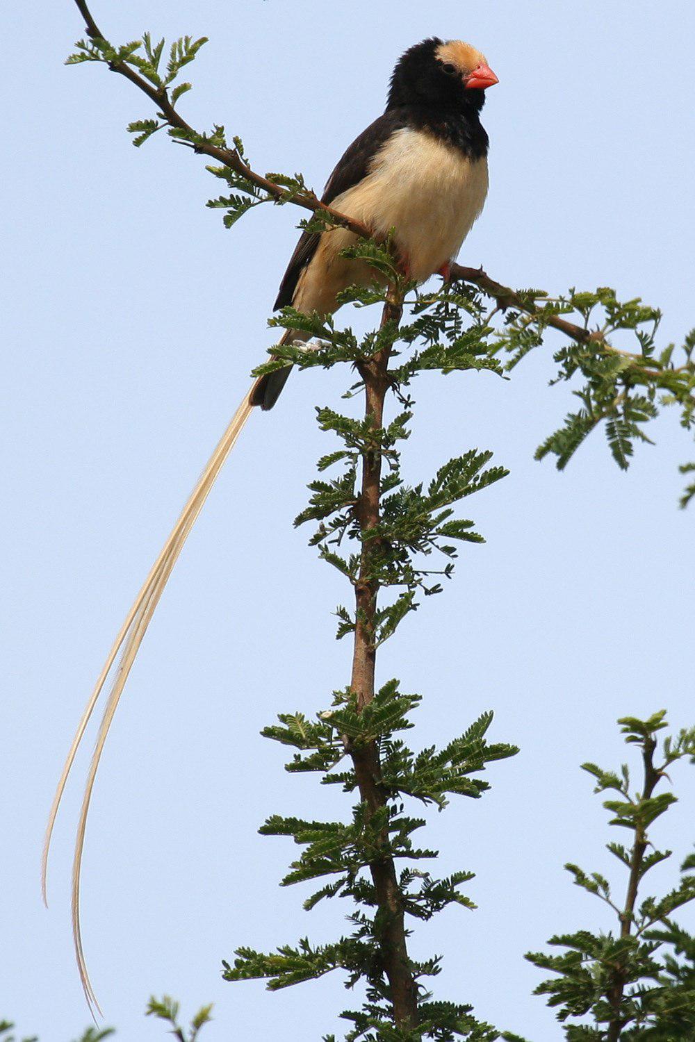 草尾维达鸟 / Straw-tailed Whydah / Vidua fischeri