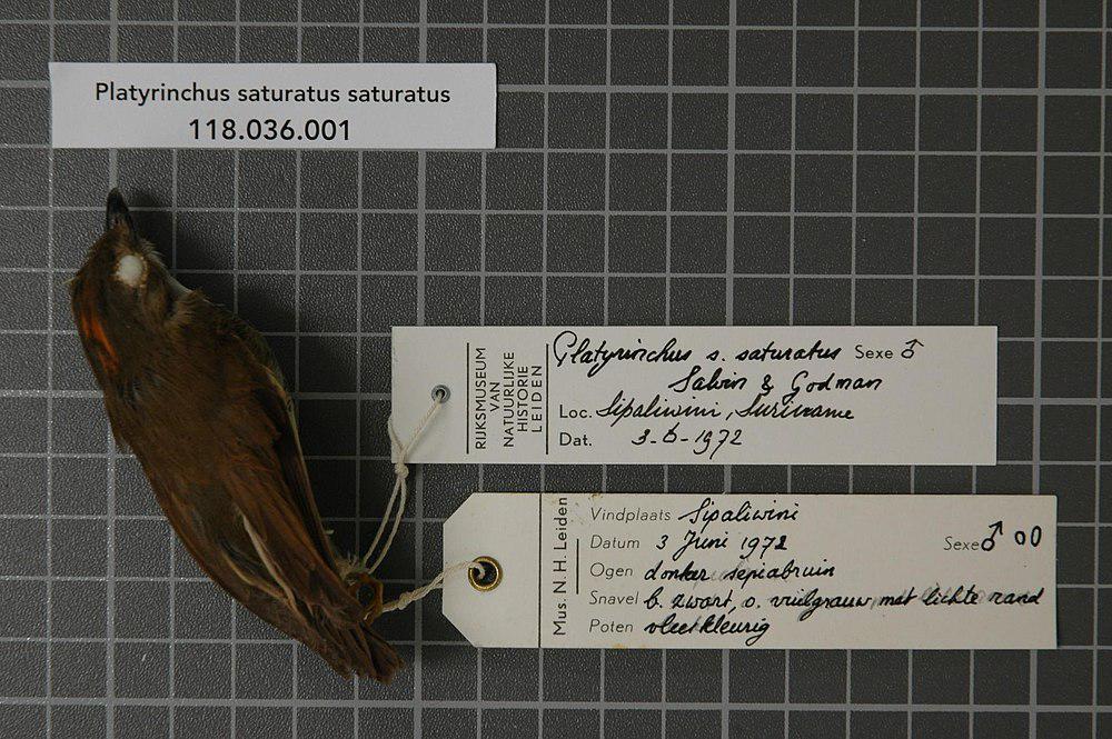 桂红冠铲嘴雀 / Cinnamon-crested Spadebill / Platyrinchus saturatus