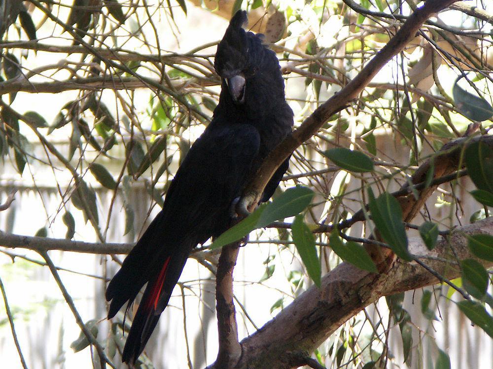 辉凤头鹦鹉 / Glossy Black Cockatoo / Calyptorhynchus lathami