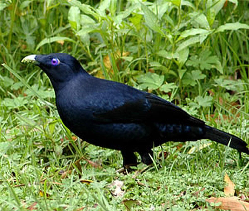 缎蓝园丁鸟 / Satin Bowerbird / Ptilonorhynchus violaceus