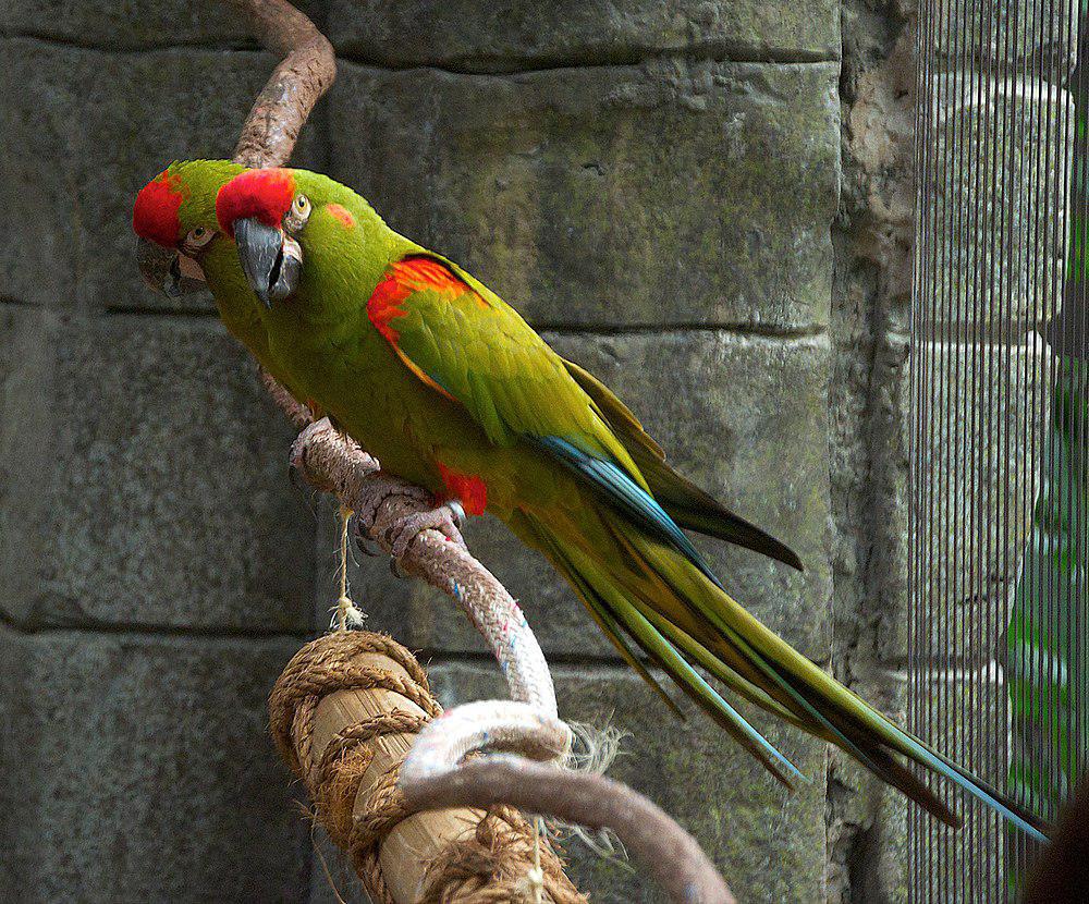 红额金刚鹦鹉 / Red-fronted Macaw / Ara rubrogenys