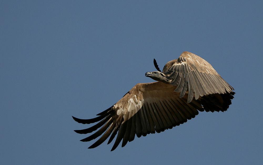 南非兀鹫 / Cape Vulture / Gyps coprotheres