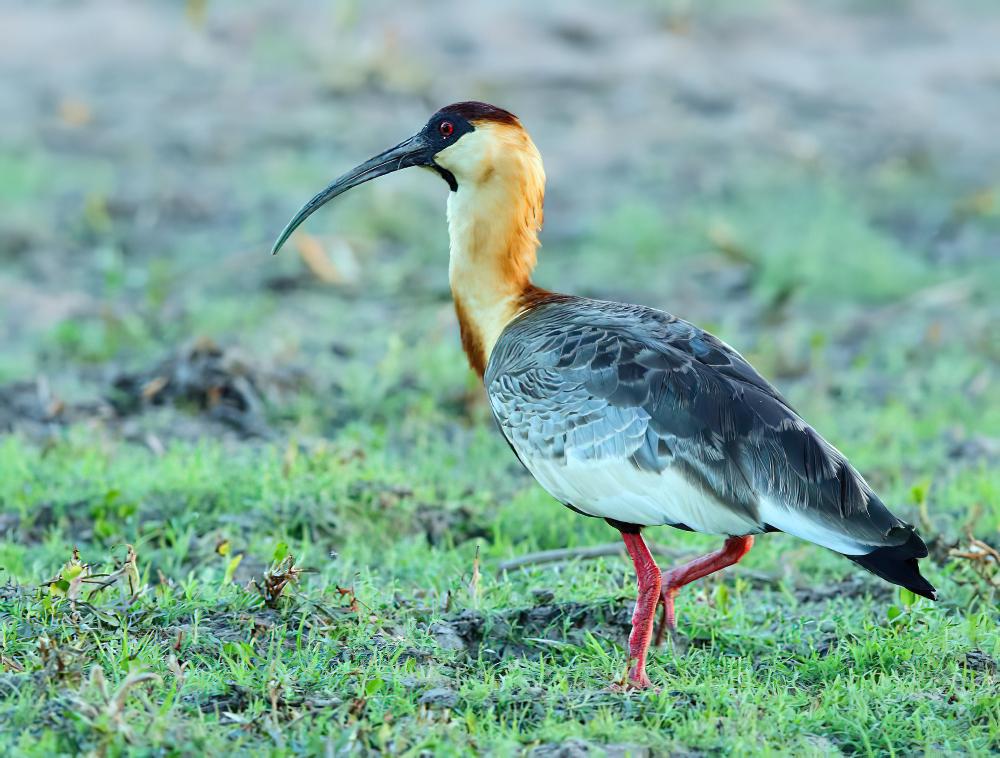 黄颈鹮 / Buff-necked Ibis / Theristicus caudatus