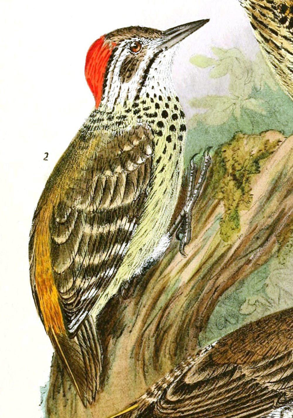 斑胸啄木鸟 / Speckle-breasted Woodpecker / Dendropicos poecilolaemus