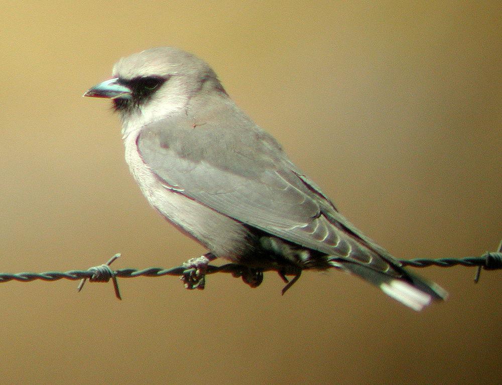 黑脸燕鵙 / Black-faced Woodswallow / Artamus cinereus