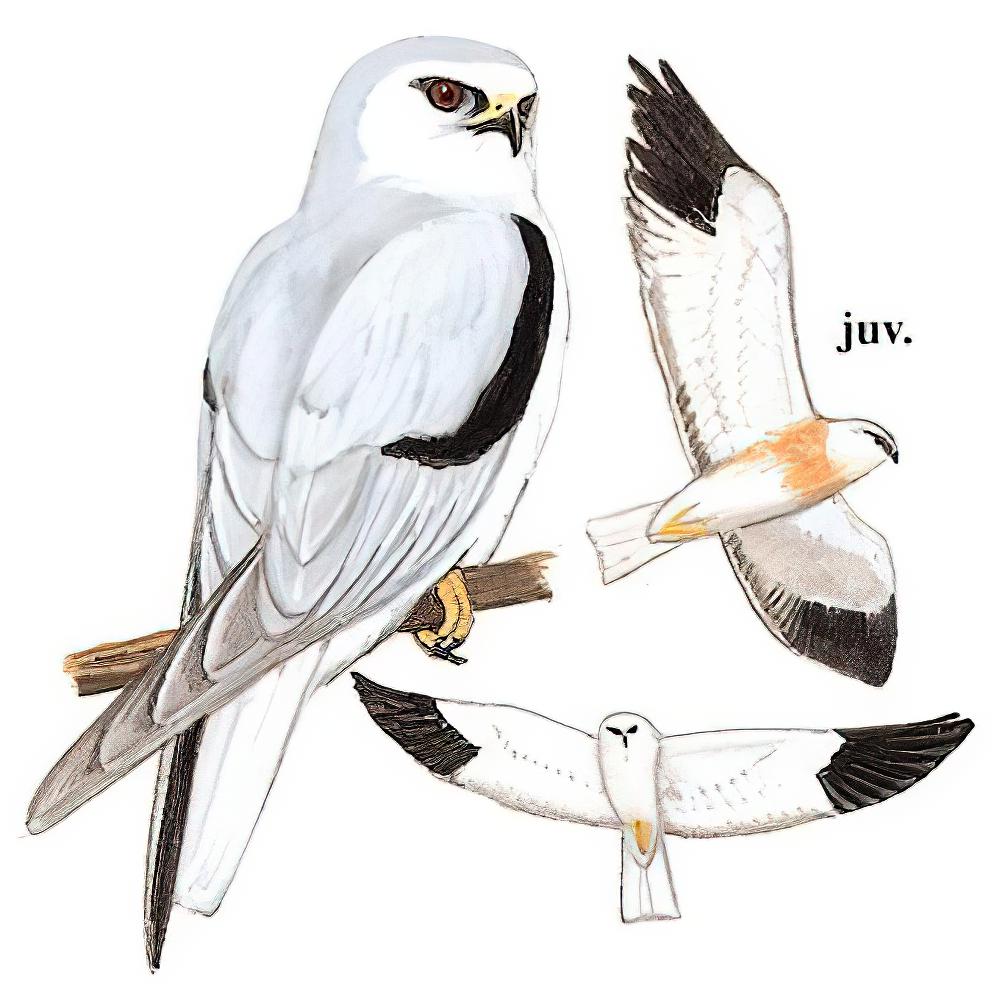 黑翅鸢 / Black-winged Kite / Elanus caeruleus