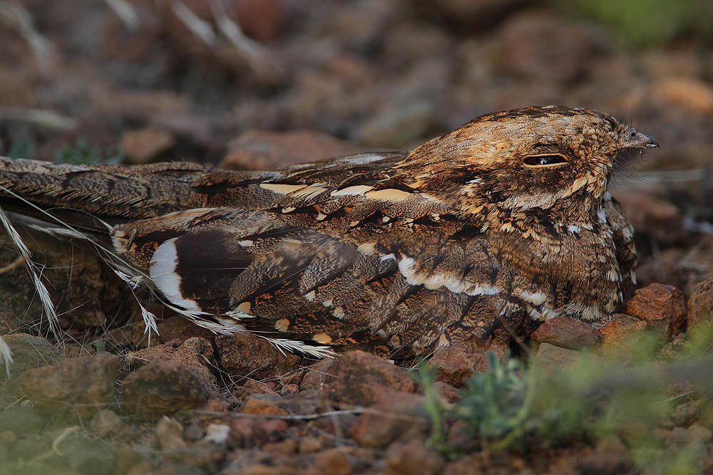 细尾夜鹰 / Slender-tailed Nightjar / Caprimulgus clarus