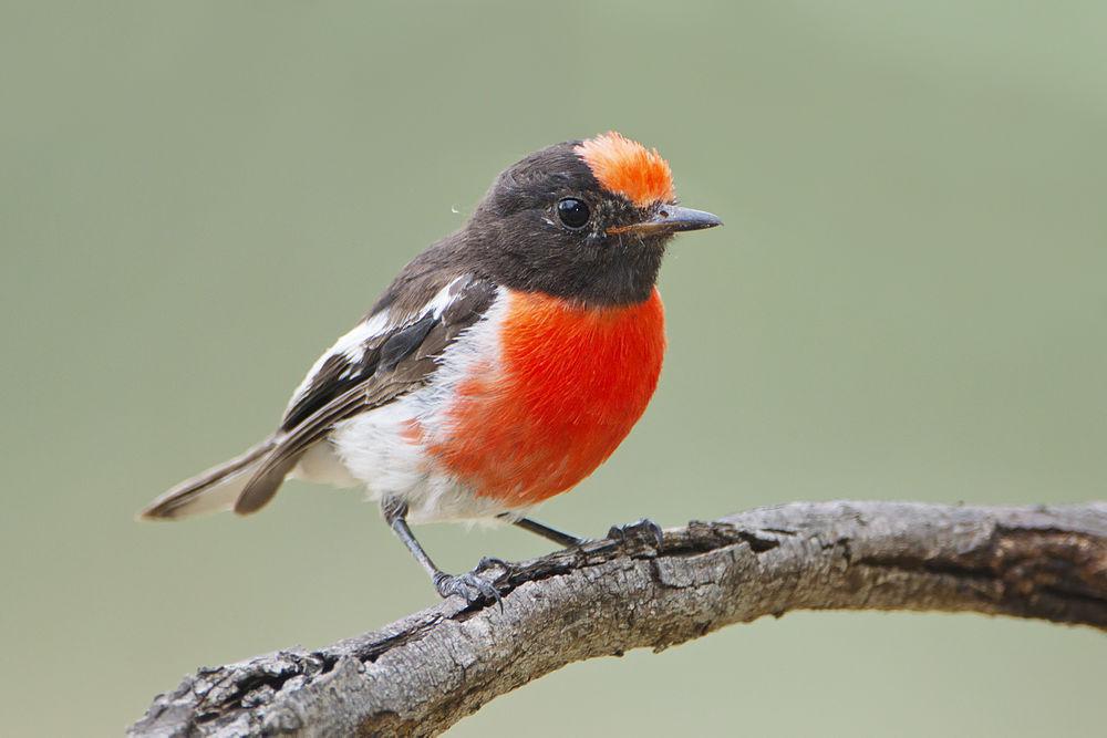 红头鸲鹟 / Red-capped Robin / Petroica goodenovii