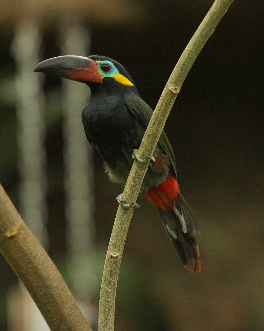 圭亚那小巨嘴鸟 / Guianan Toucanet / Selenidera piperivora