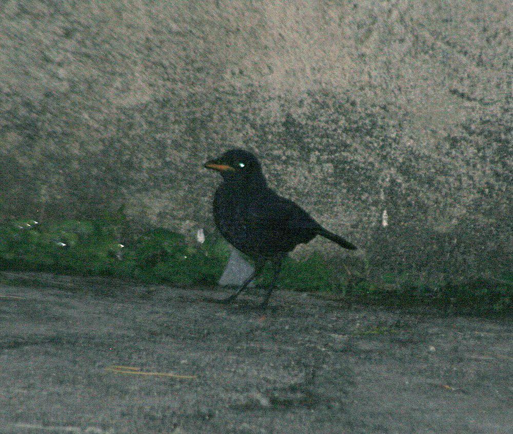 马来啸鸫 / Malayan Whistling Thrush / Myophonus robinsoni