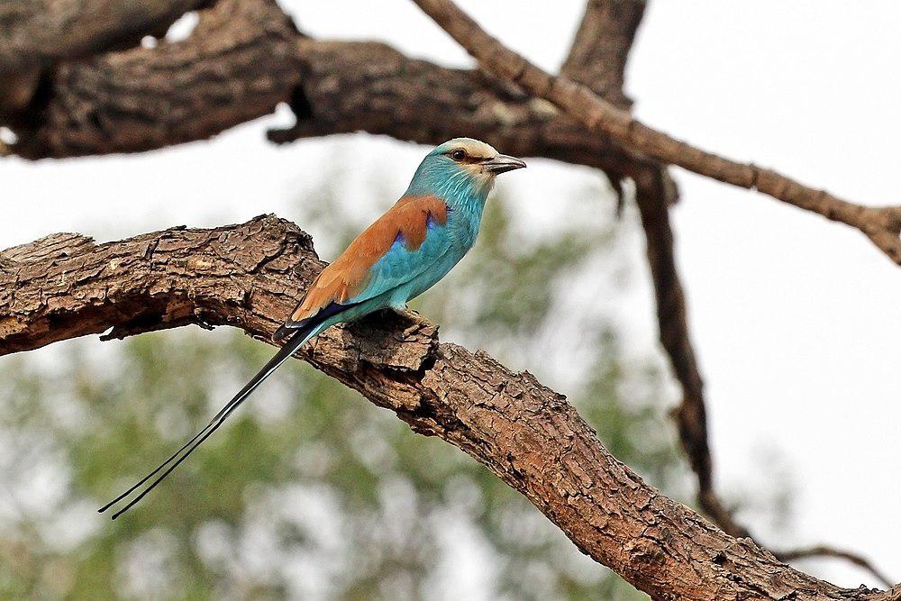 蓝头佛法僧 / Abyssinian Roller / Coracias abyssinicus