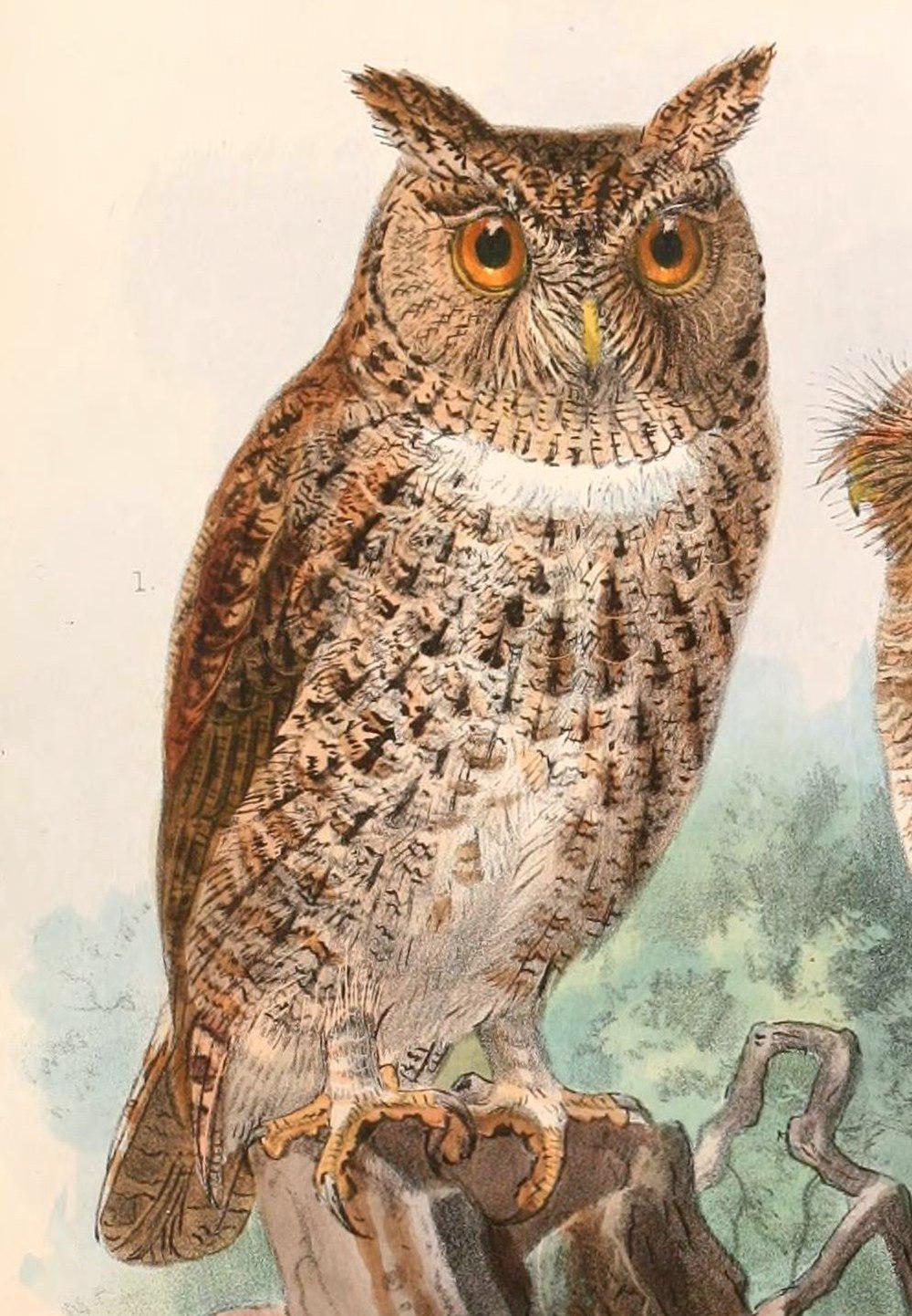 华莱士角鸮 / Wallace\'s Scops Owl / Otus silvicola