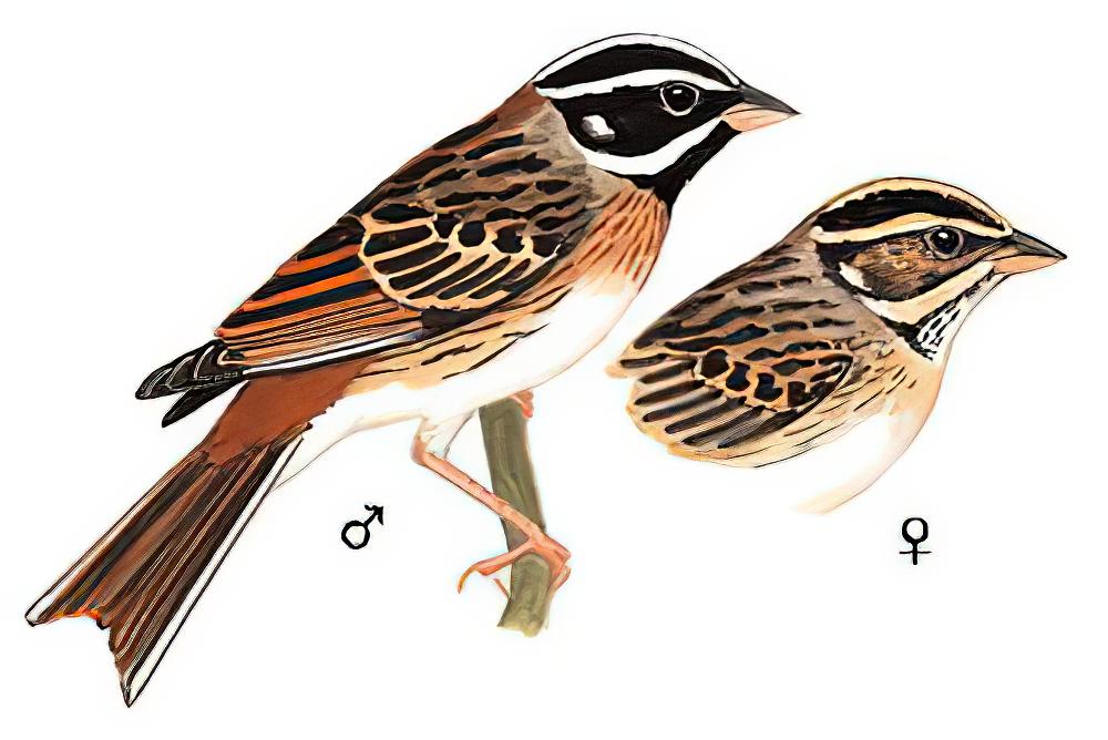 白眉鹀 / Tristram\'s Bunting / Emberiza tristrami