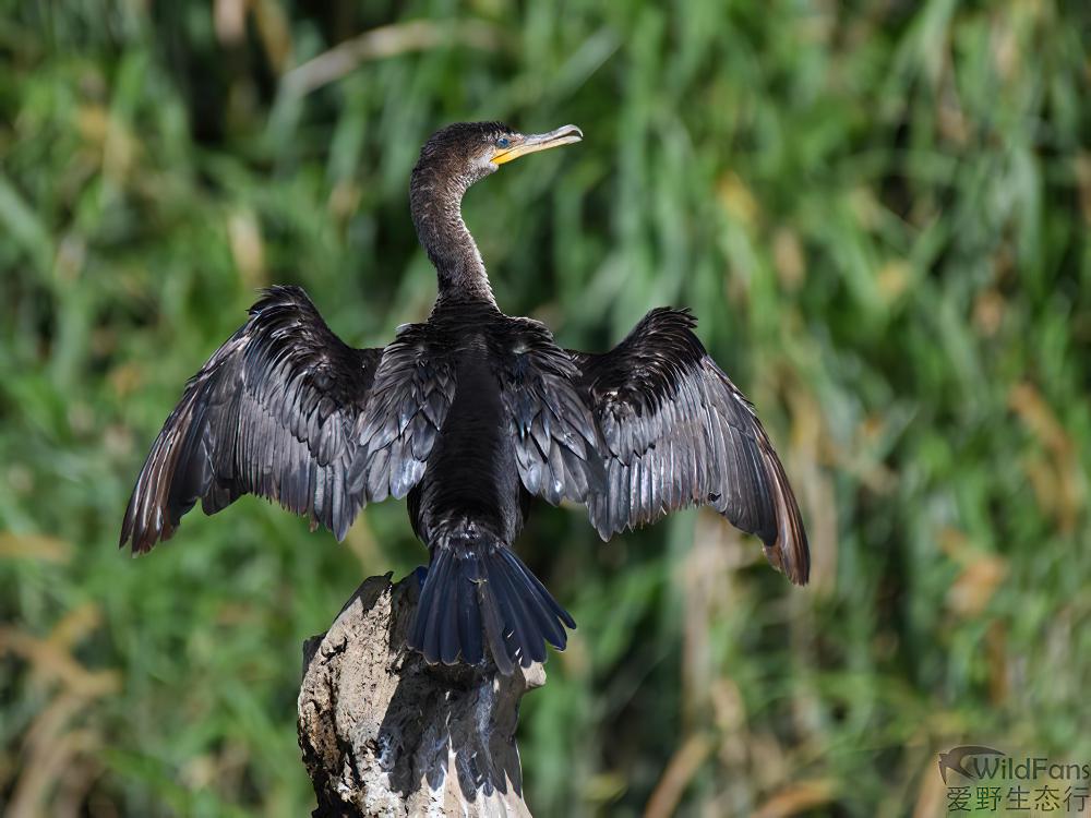 美洲鸬鹚 / Neotropic Cormorant / Phalacrocorax brasilianus