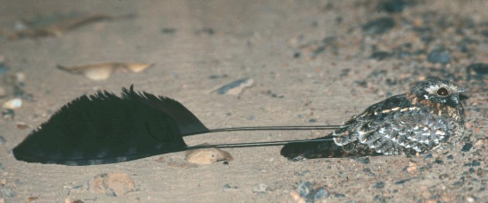 旗翅夜鹰 / Standard-winged Nightjar / Caprimulgus longipennis